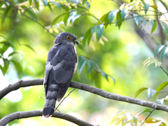 Hierococcyx nisicolor