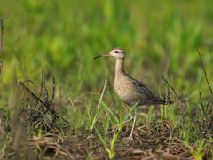 Numenius minutus