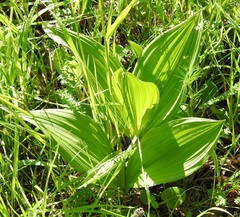 Veratrum nigrum