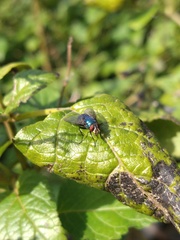 Lucilia eximia
