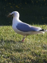 Larus argentatus