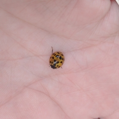Harmonia axyridis