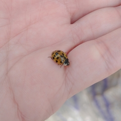 Harmonia axyridis