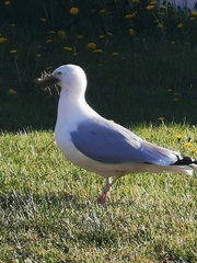 Larus argentatus