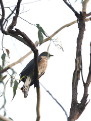 Hierococcyx nisicolor