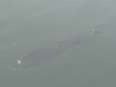 Oncorhynchus tshawytscha