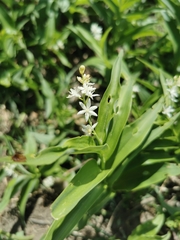 Maianthemum stellatum