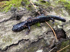 Plethodon cylindraceus