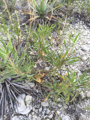 Oenothera macrocarpa