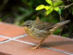 Helopsaltes ochotensis