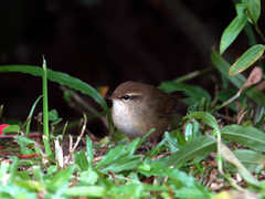 Urosphena pallidipes