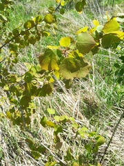 Populus tremula