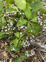 Valerianella ozarkana