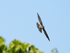 Aerodramus brevirostris