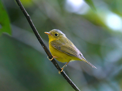 Phylloscopus soror