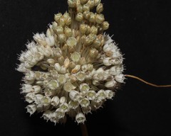 Allium pallens