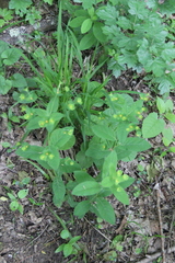 Euphorbia squamosa
