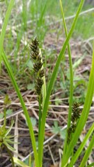 Carex vulpina