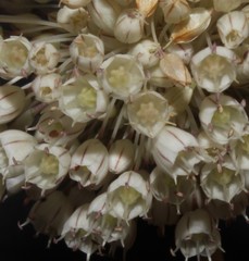 Allium pallens