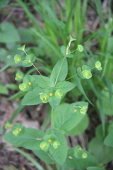 Euphorbia squamosa