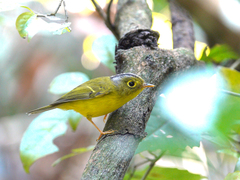Phylloscopus intermedius
