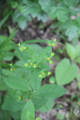 Euphorbia squamosa