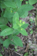 Euphorbia squamosa
