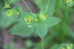 Euphorbia squamosa