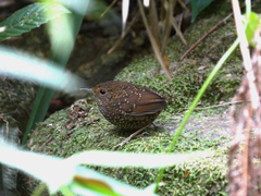 Pnoepyga pusilla