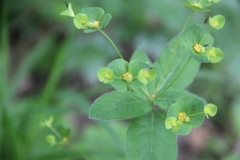 Euphorbia squamosa