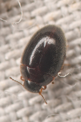 Limnichidae