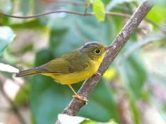 Phylloscopus soror