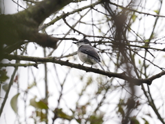 Pericrocotus tegimae