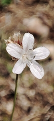 Armeria canescens