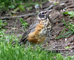 Turdus migratorius