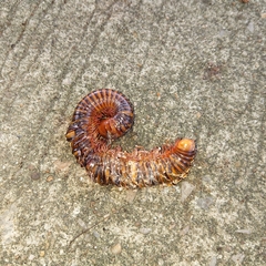 Thyropygus allevatus