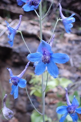 Delphinium treleasei