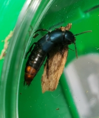 Platydracus rutilicauda