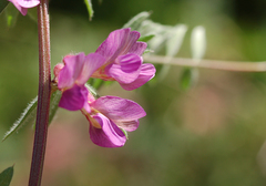 Vicia pannonica