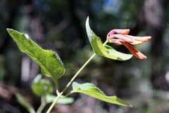Lonicera arizonica