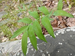 Polygonatum biflorum biflorum