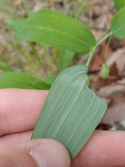 Polygonatum biflorum biflorum