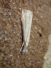 Haimbachia placidellus