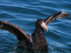 Northern Giant Petrel photo 5