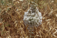 Allium pallens