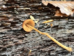 Conocybe velutipes