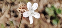 Armeria canescens