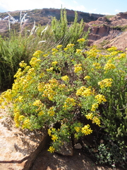 Cineraria lyratiformis