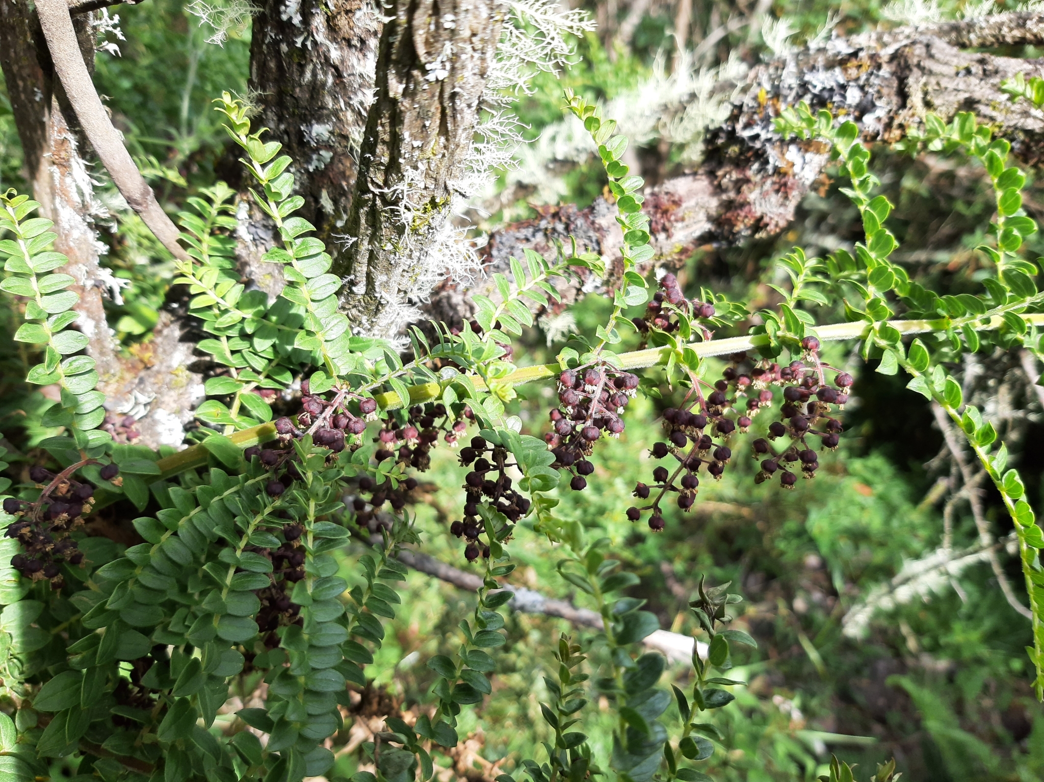 Coriariaceae image