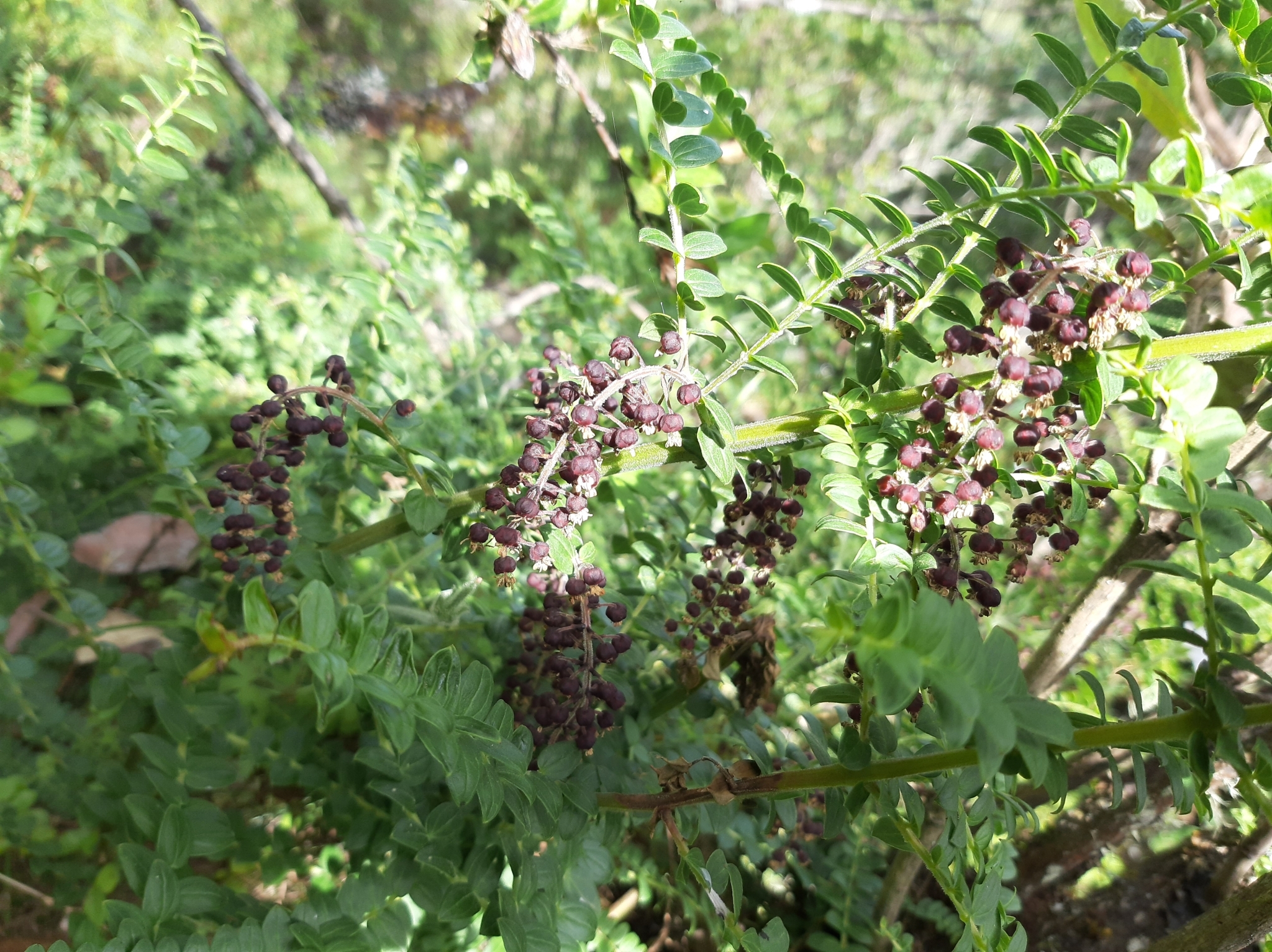 Coriaria image